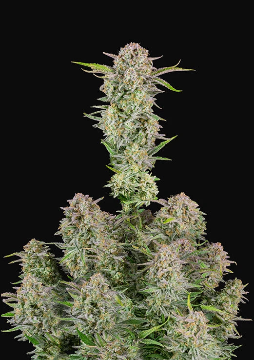Bruce Banner
