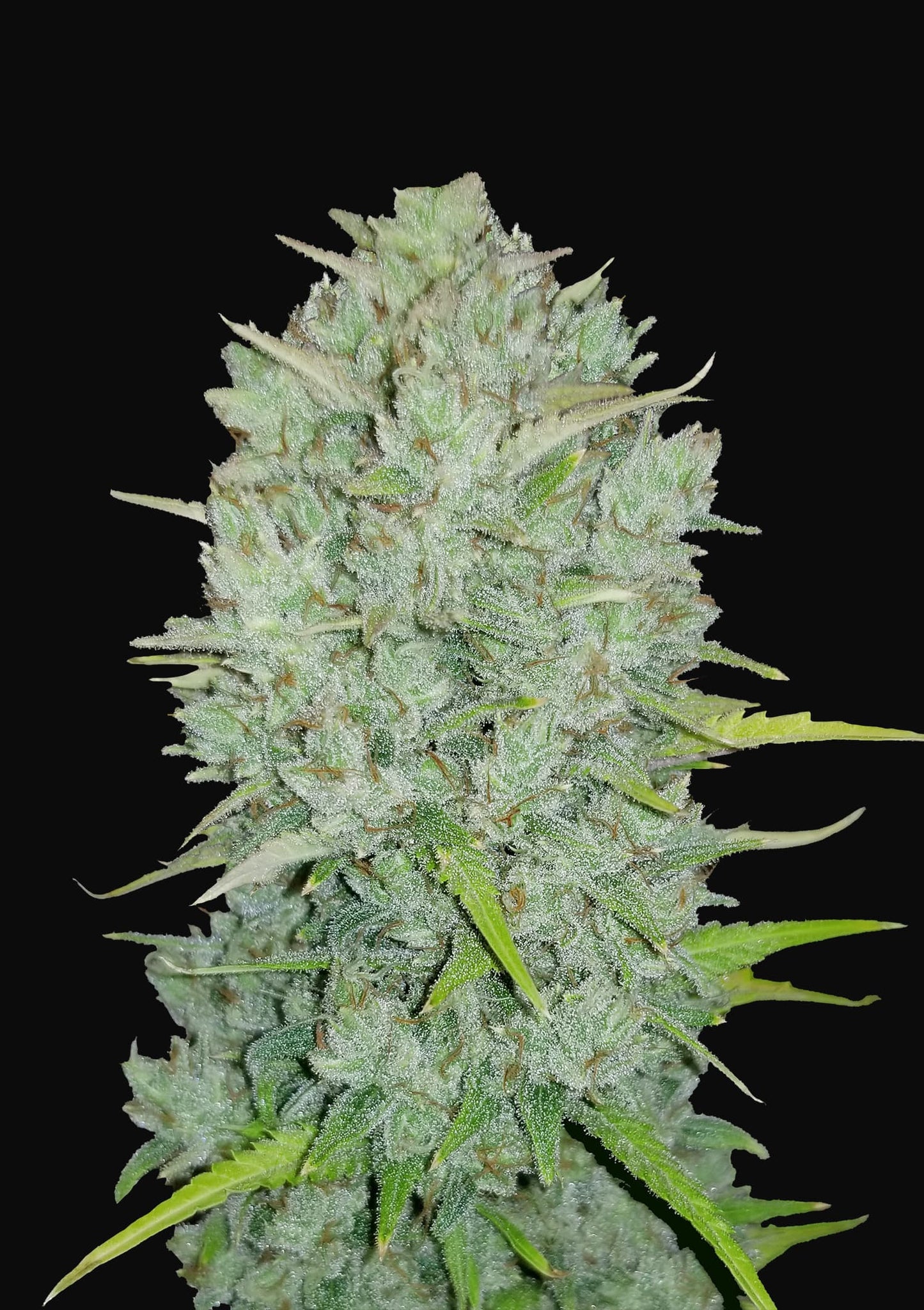 Original Auto Northern Lights