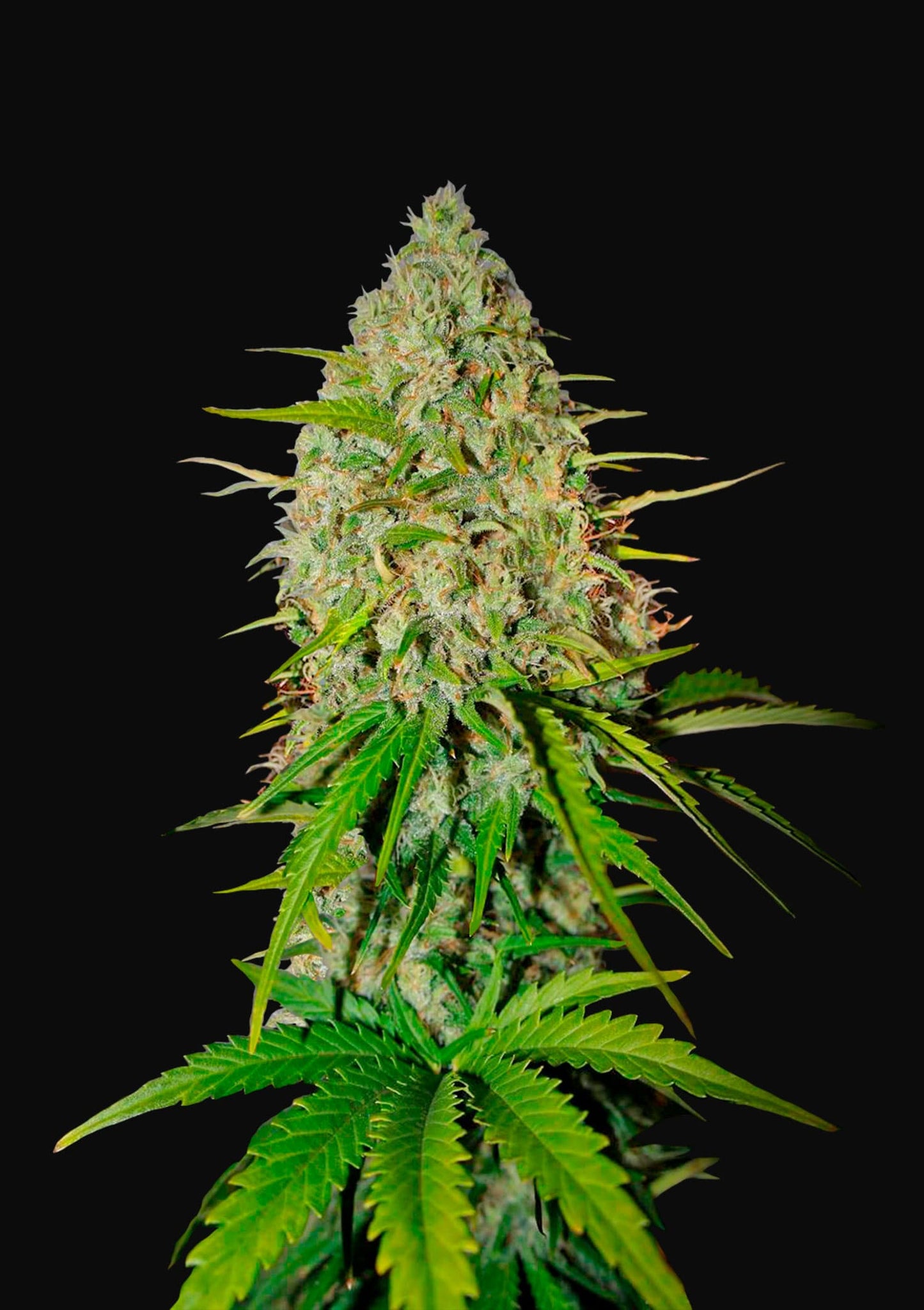 Grapefruit'matic