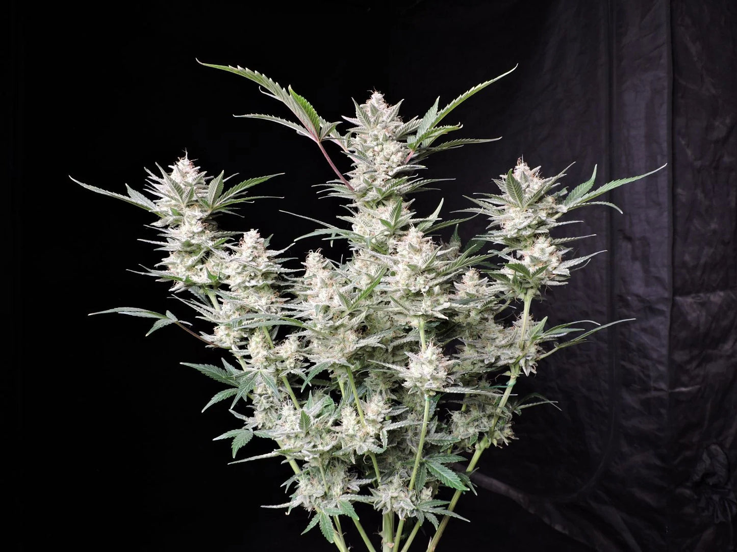 Strawberry Gorilla Auto