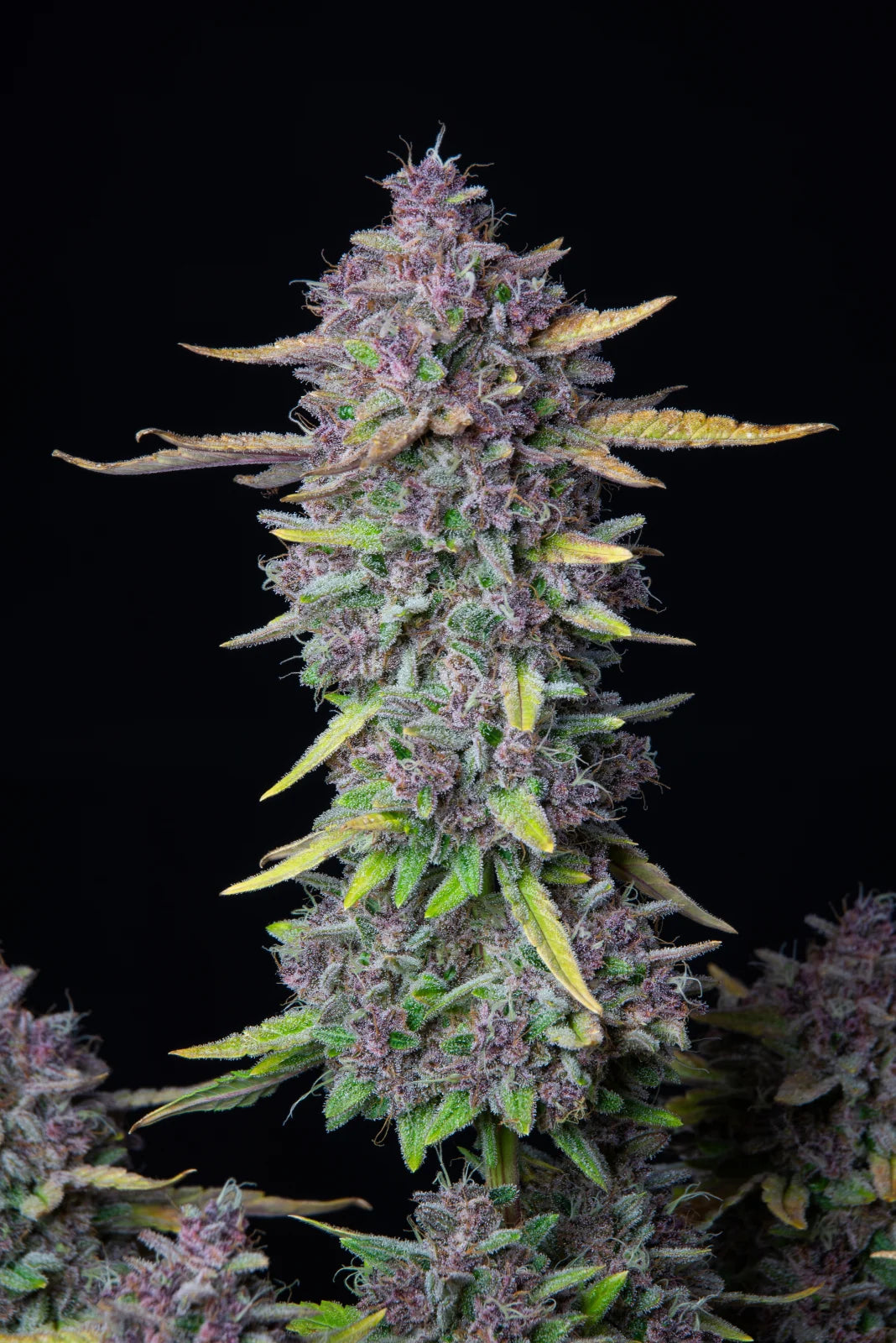 Purple Punch