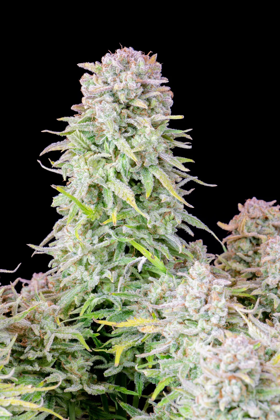 Original Auto Afghan Kush