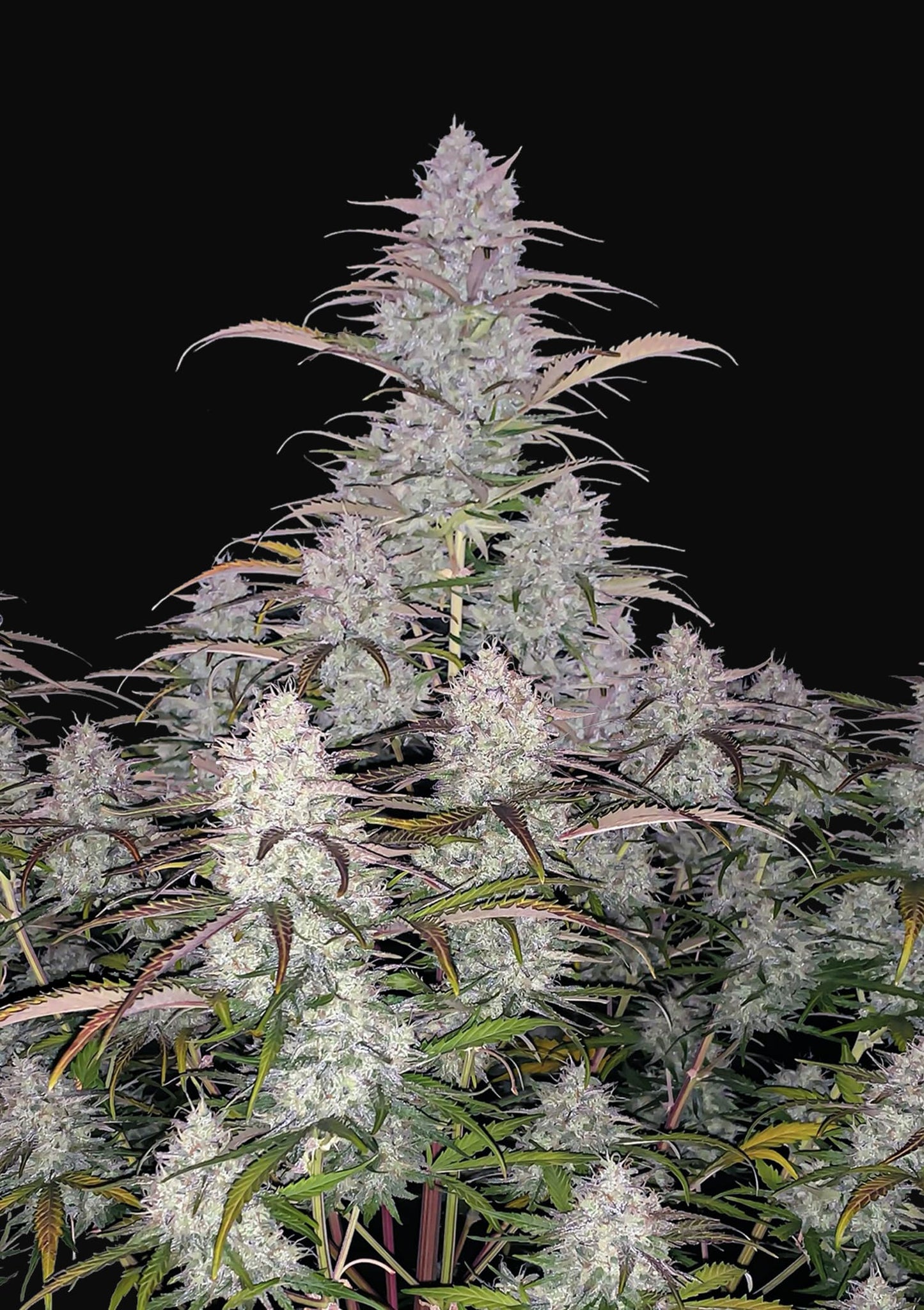 Green Crack
