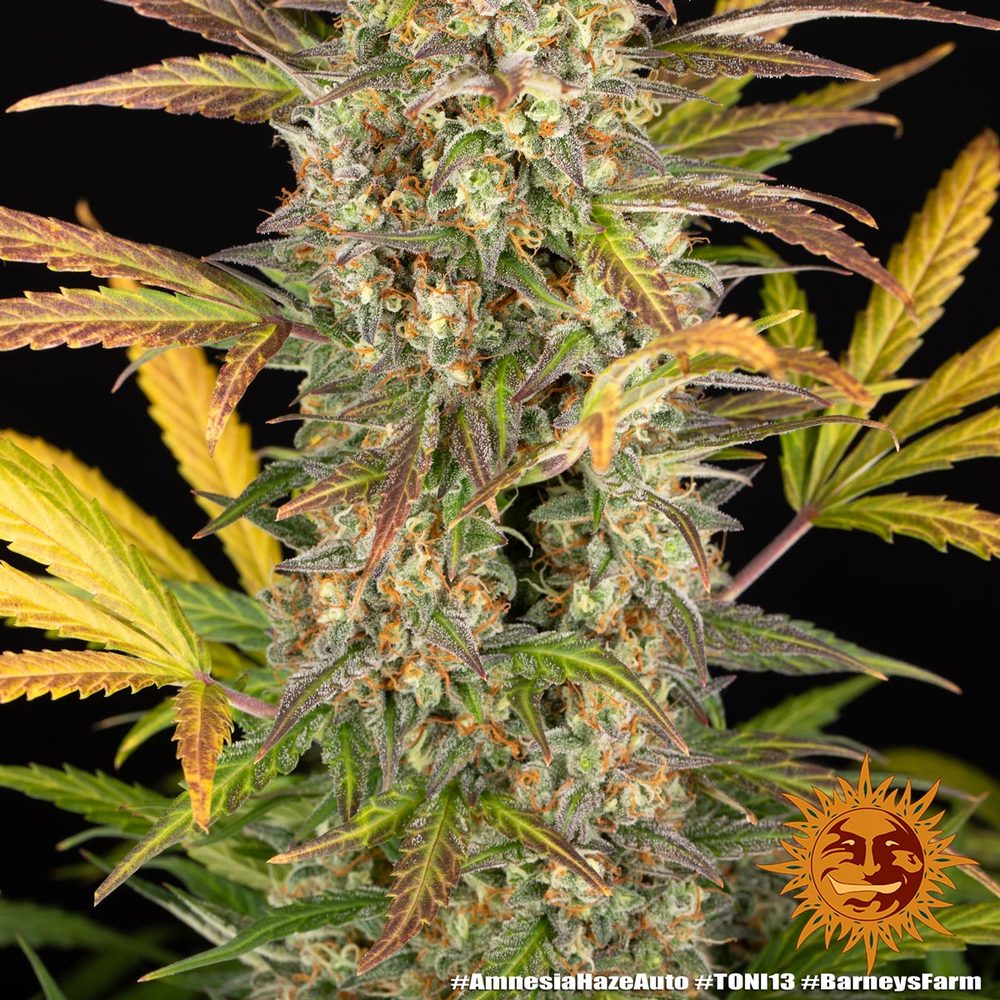Amnesia Haze Auto