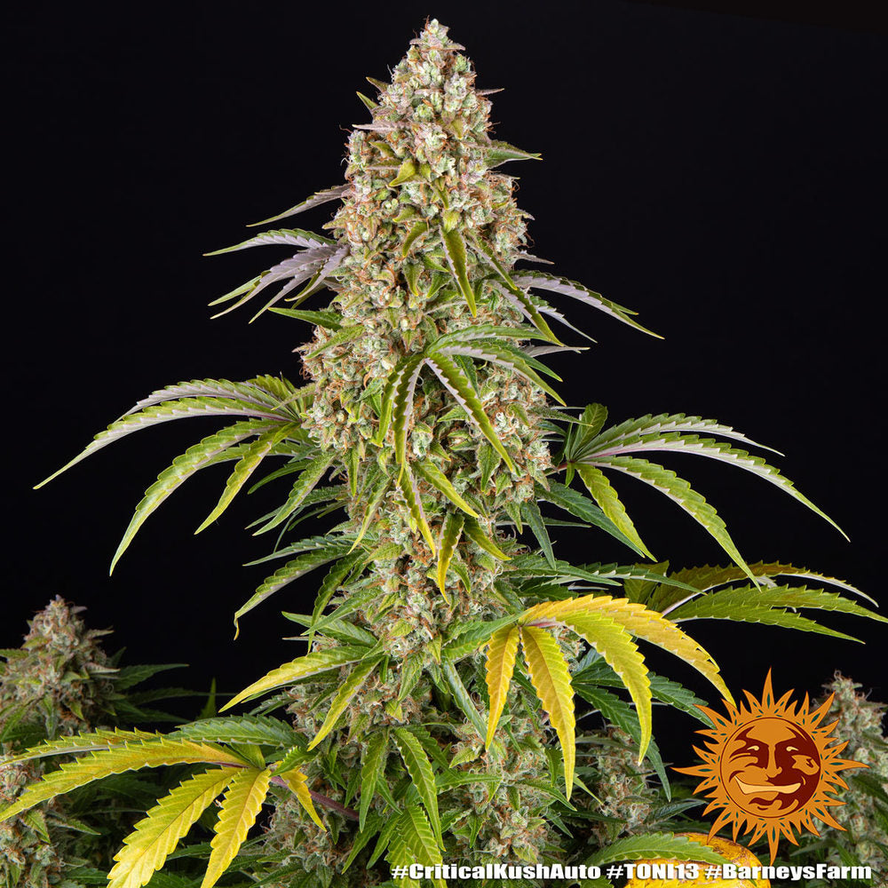 Critical Kush Auto