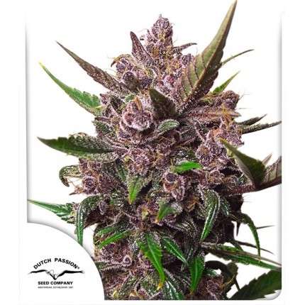 Auto Blackberry Kush