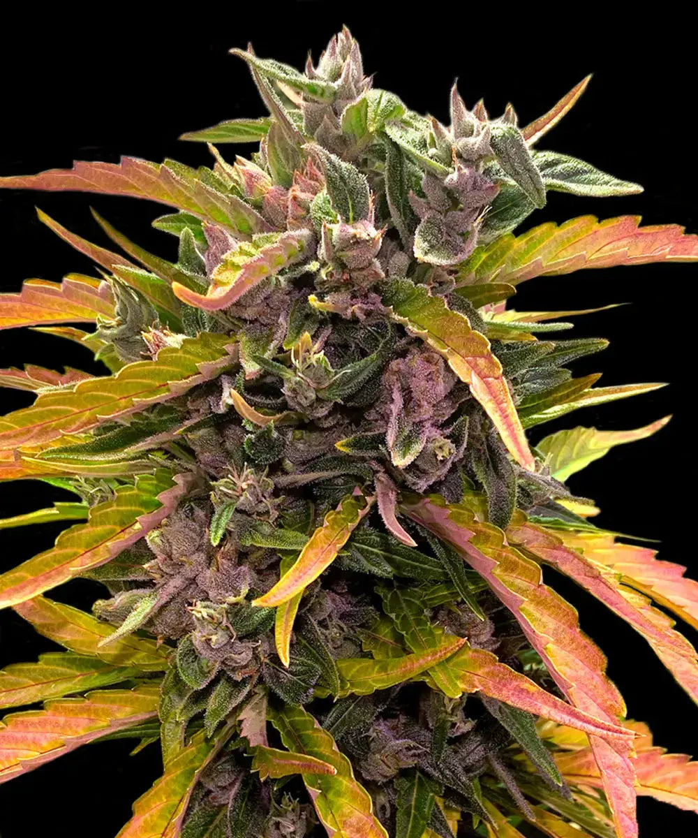Gorilla Glue Auto