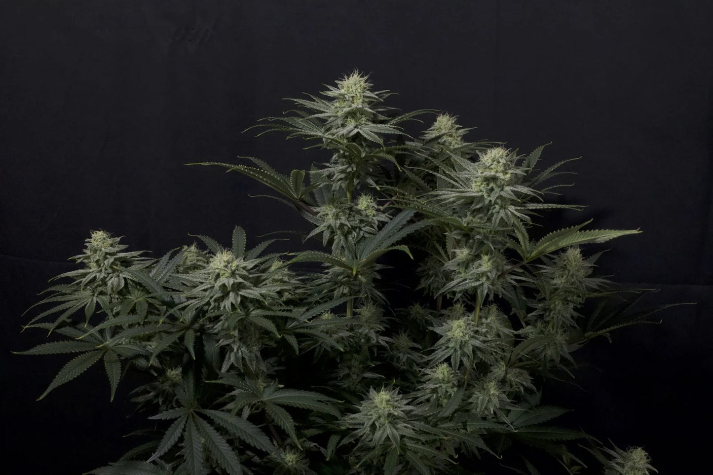 GG4 Sherbet FF (Fast Flow)