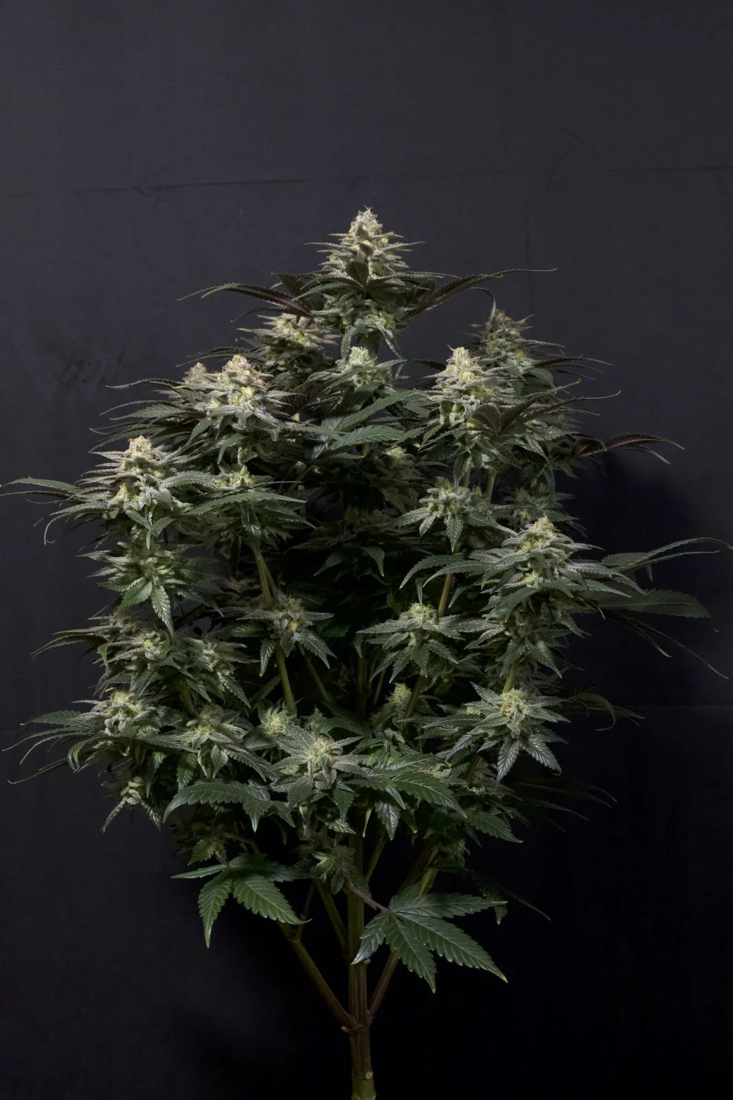 Purple Lemonade FF