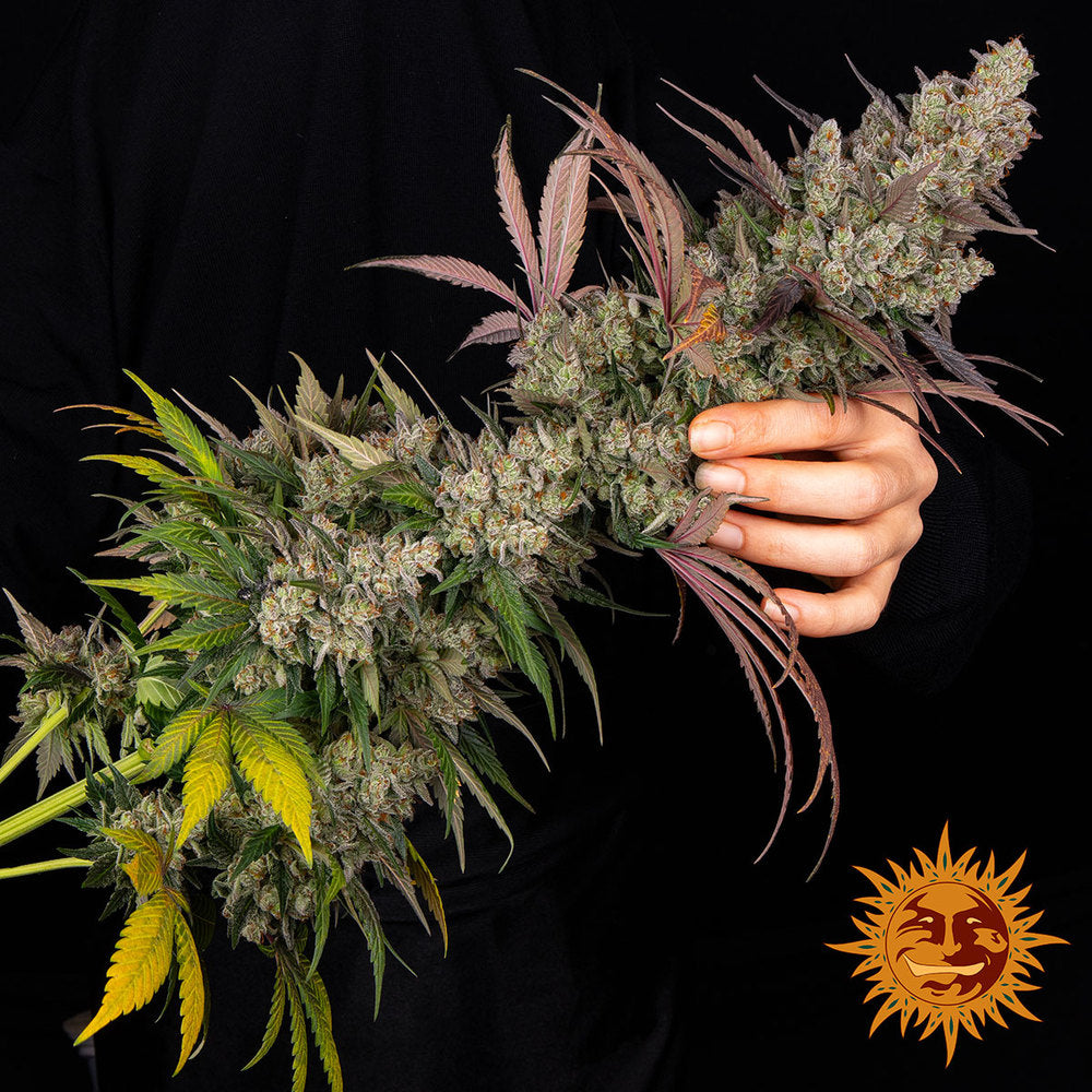 Kush Mintz