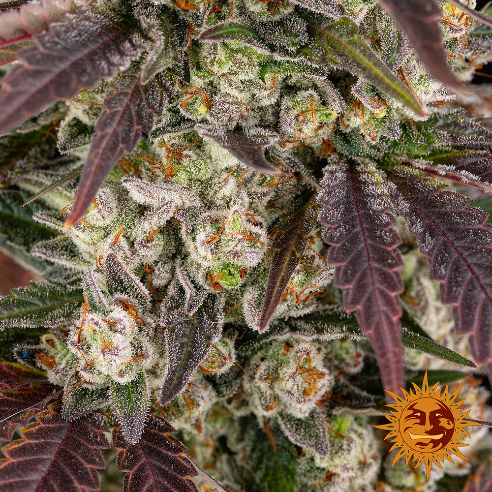 Kush Mintz