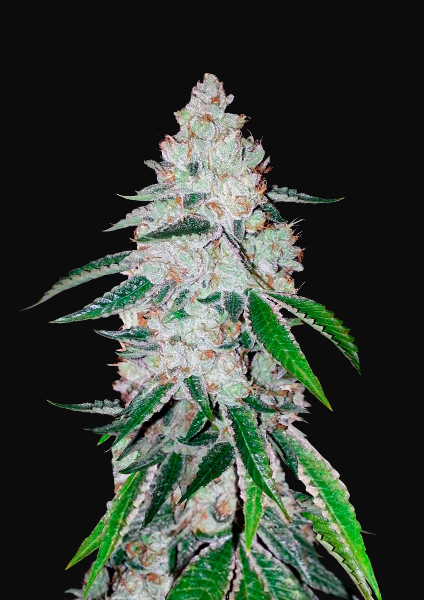 West Coast OG