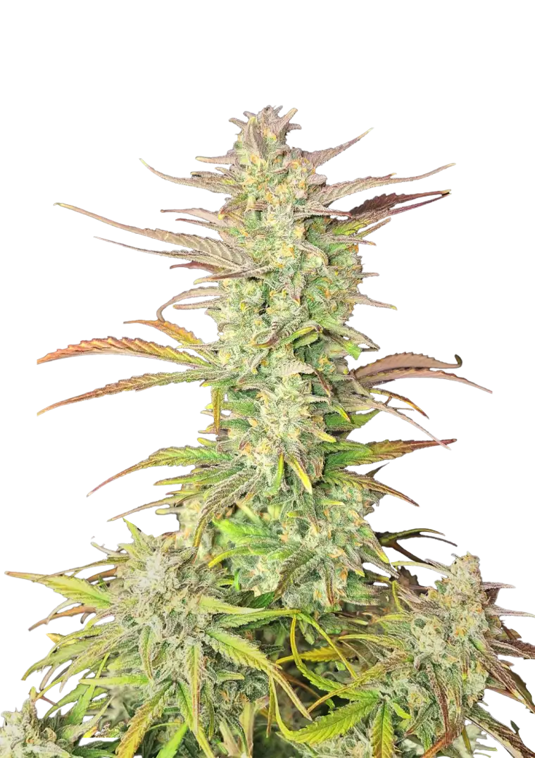 Z-up Auto