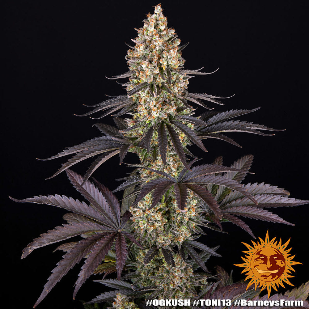 OG Kush