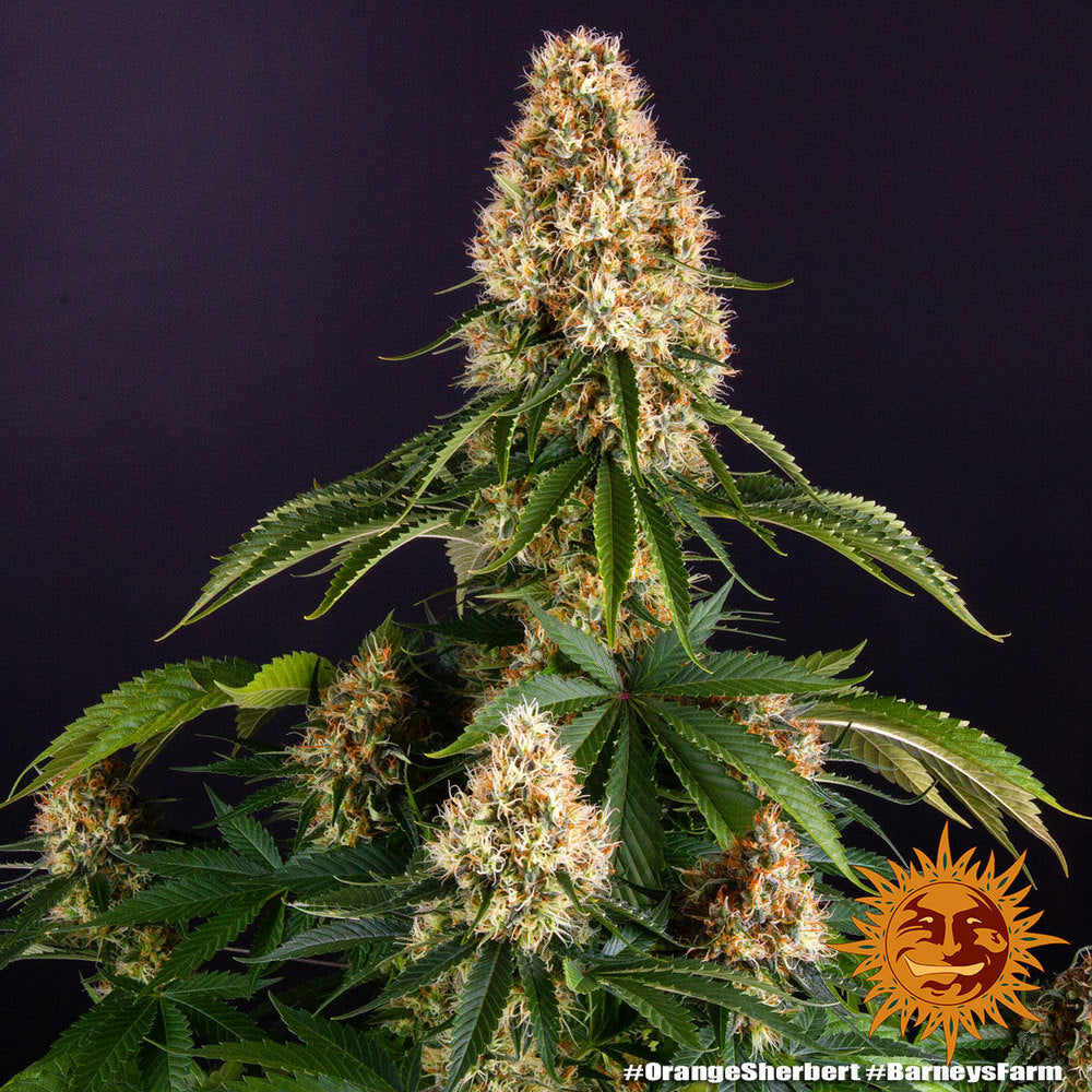 Orange Sherbert