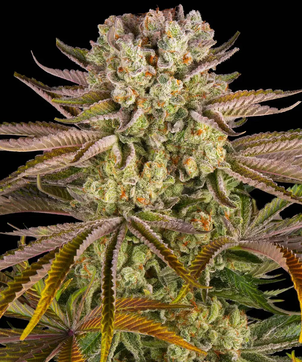 Pineapple Express