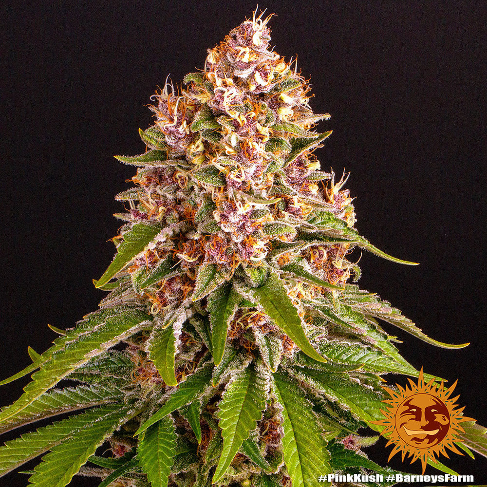 Pink Kush