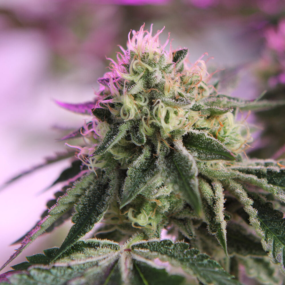 RS11 x Banana OG