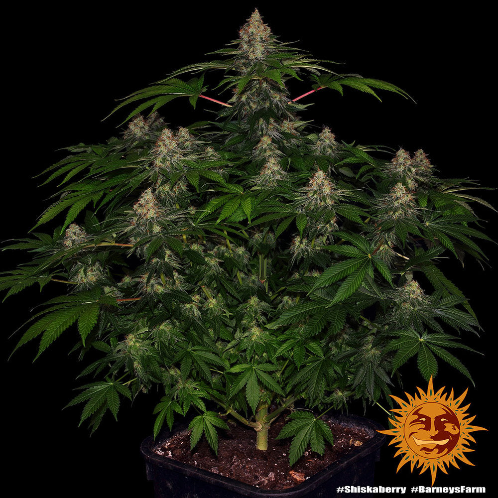 Shiskaberry