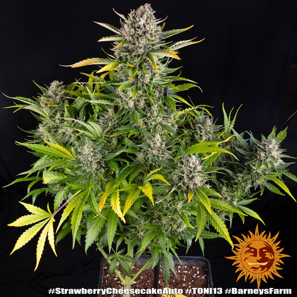 Strawberry Cheesecake Auto