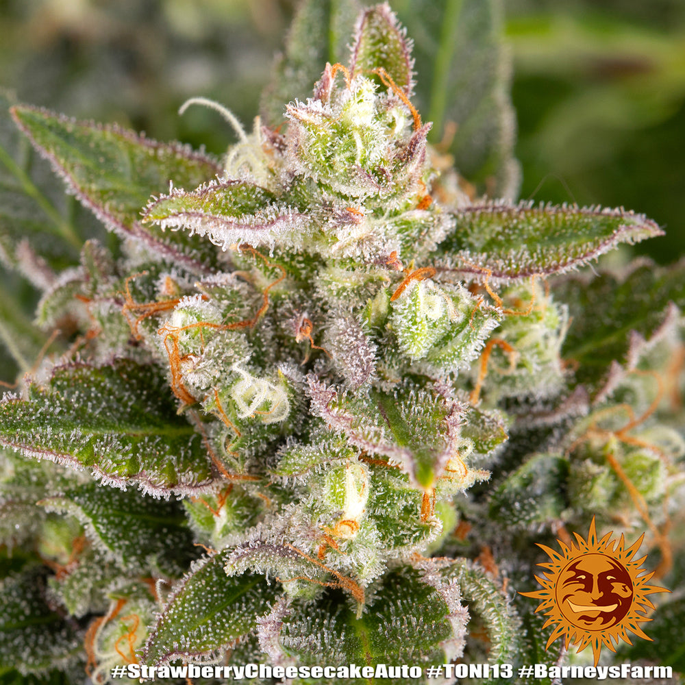 Strawberry Cheesecake Auto