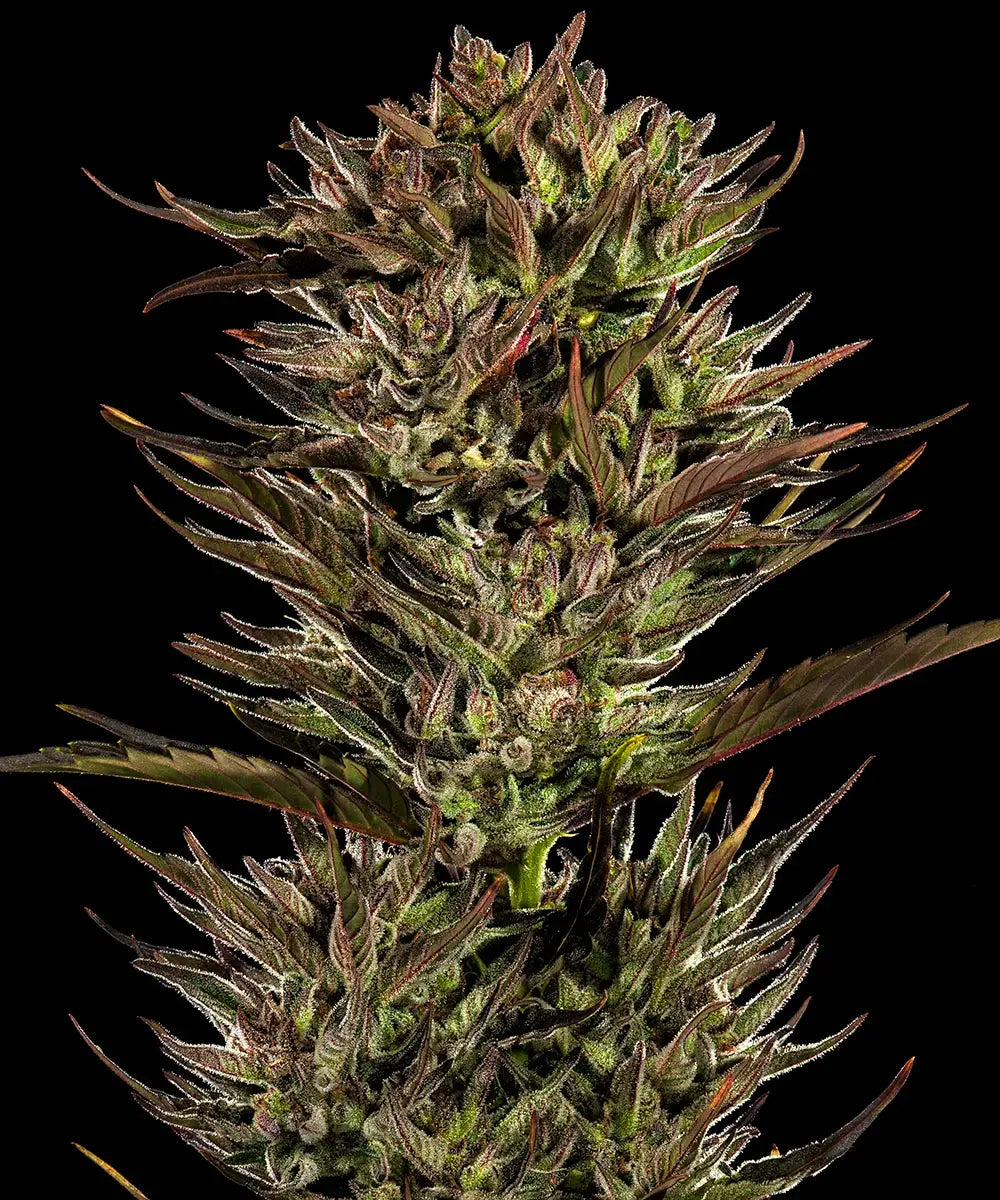 Thin Mint x Sour Pinot Auto
