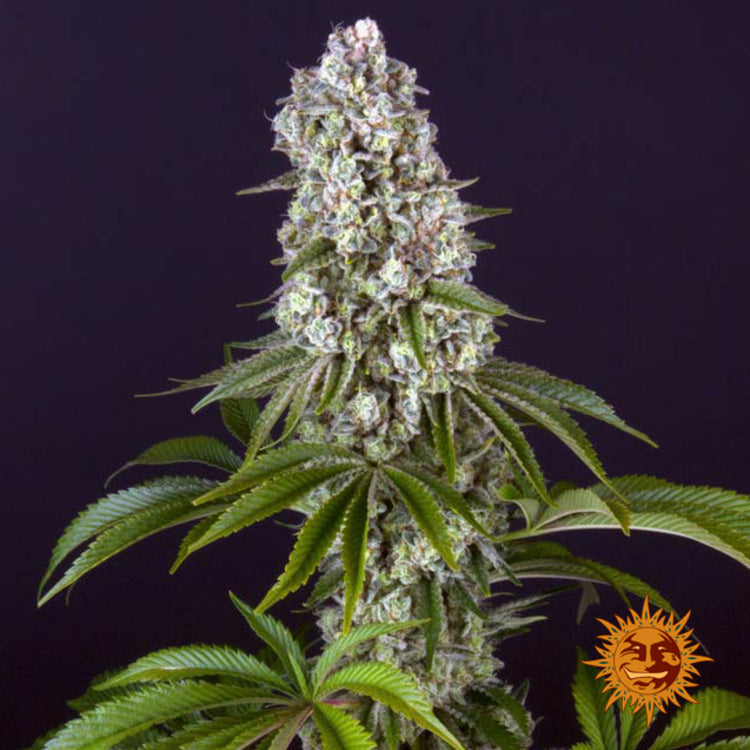 Tropicanna Banana