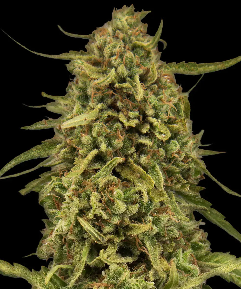 Widow Remedy