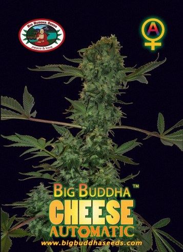 Cheese Automatic