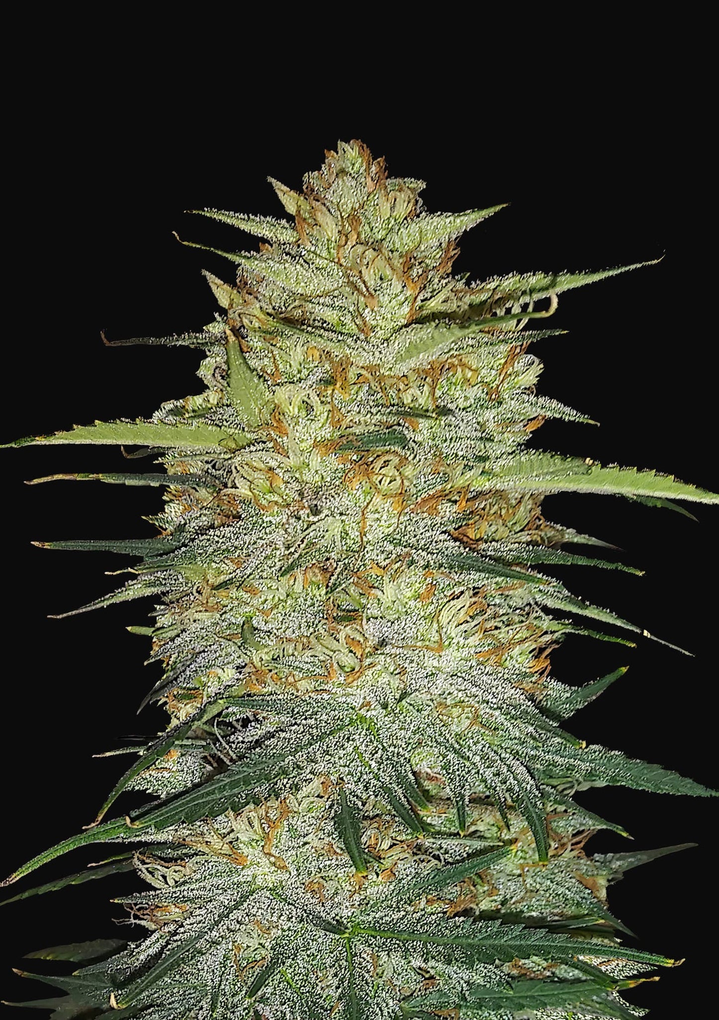 Original Auto OG Kush