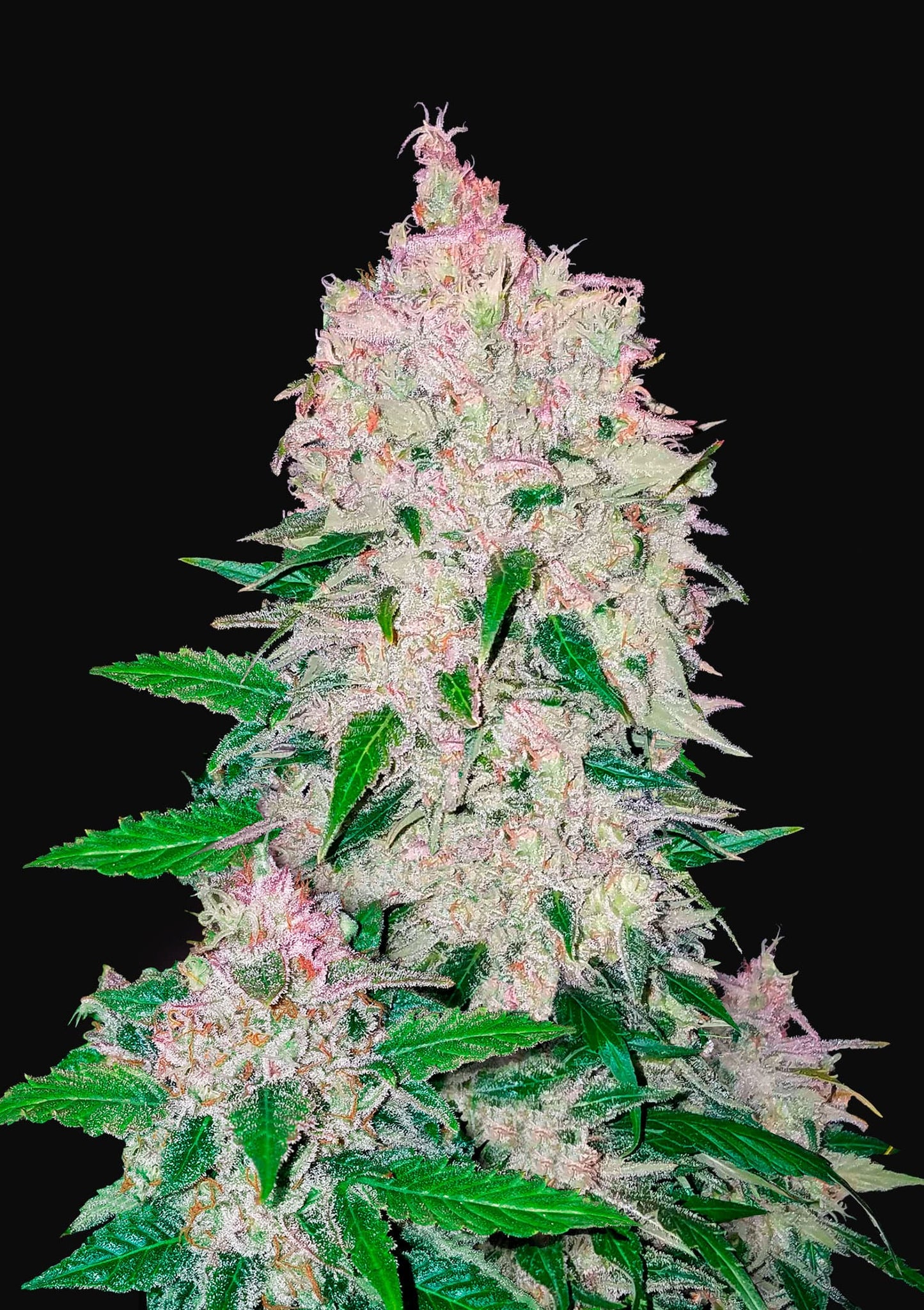 Stardawg