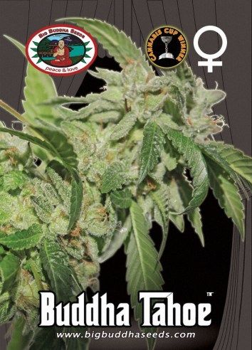 Buddha Tahoe