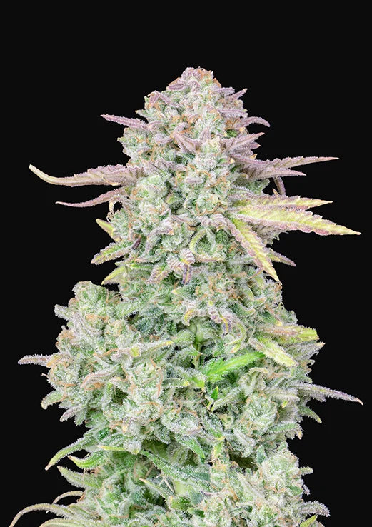 Original Auto Trainwreck