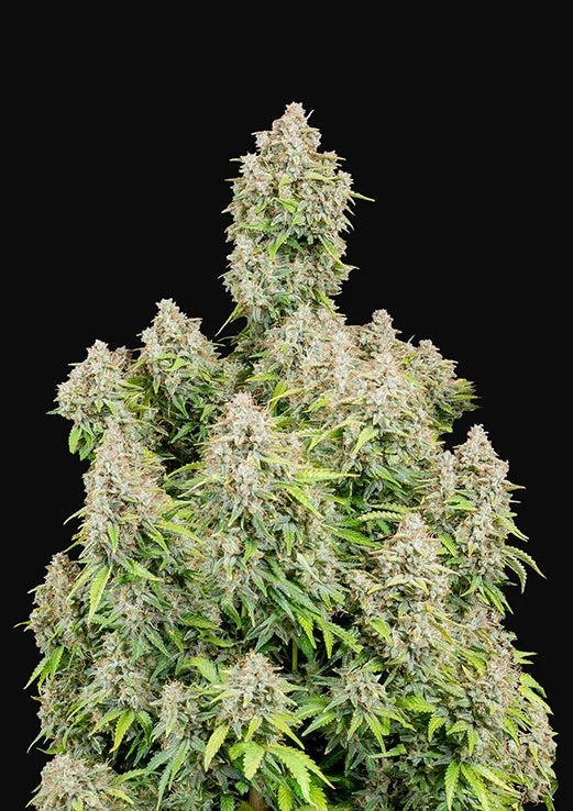 Original Auto Cinderella