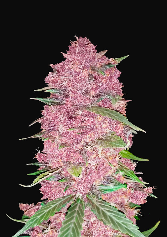 Purple Lemonade