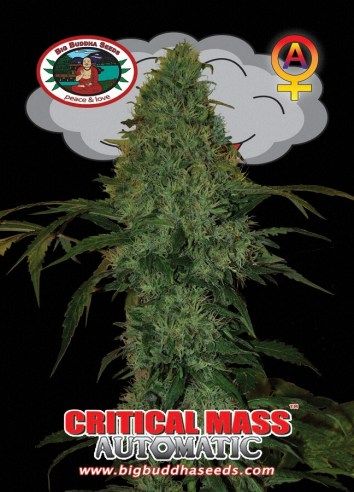 Critical Mass Automatic