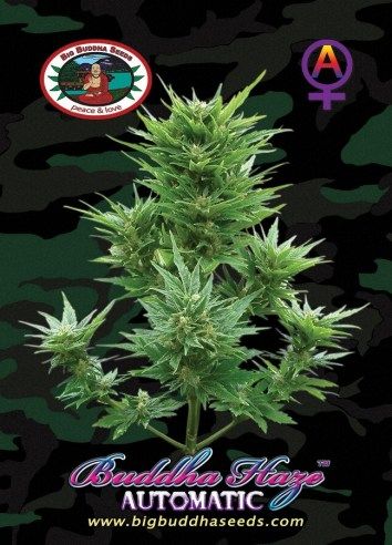 Buddha Haze Automatic