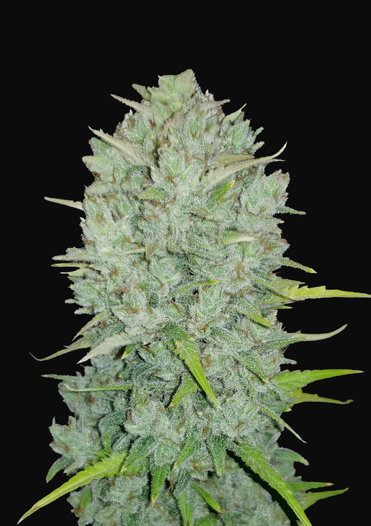 Original Auto Northern Lights