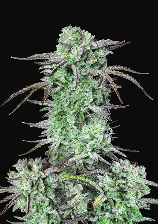 Strawberry Banana
