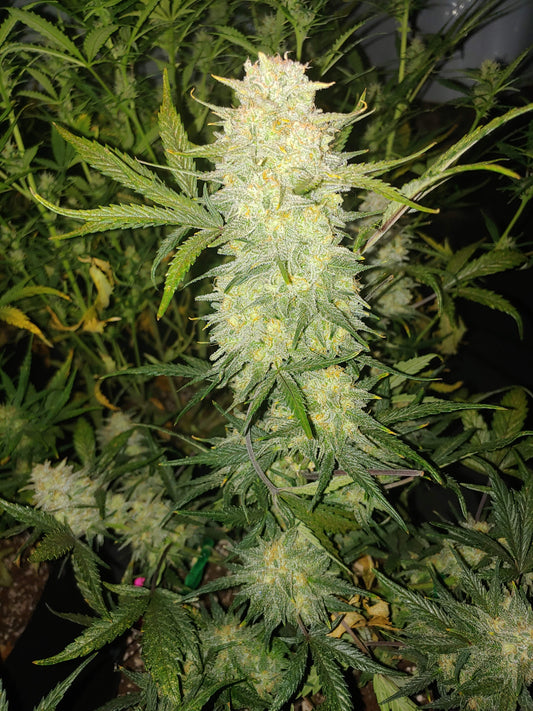 Original Auto Critical