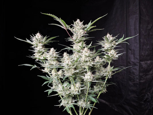 Strawberry Gorilla Auto