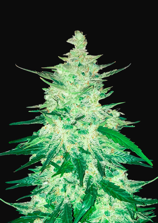 CBD 1:1
