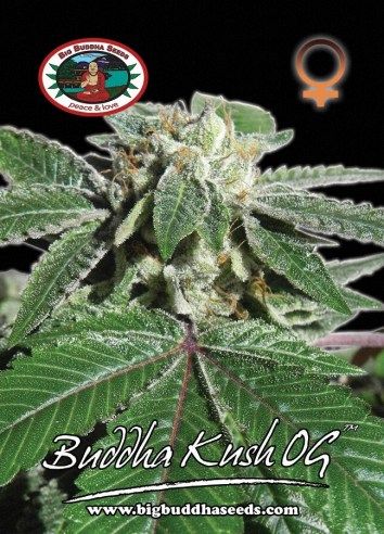 Buddha Kush OG