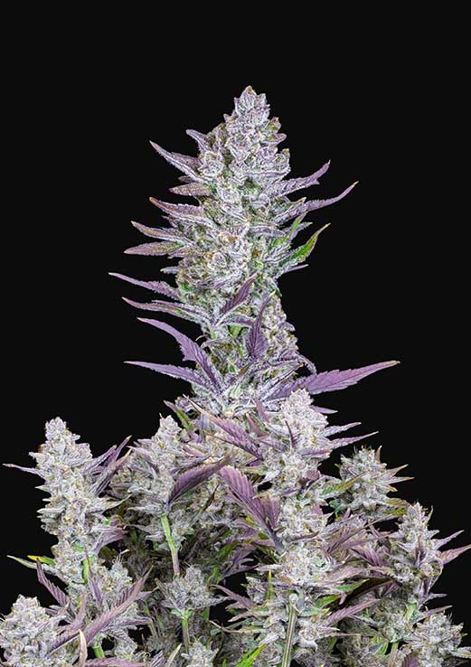 Wedding Glue
