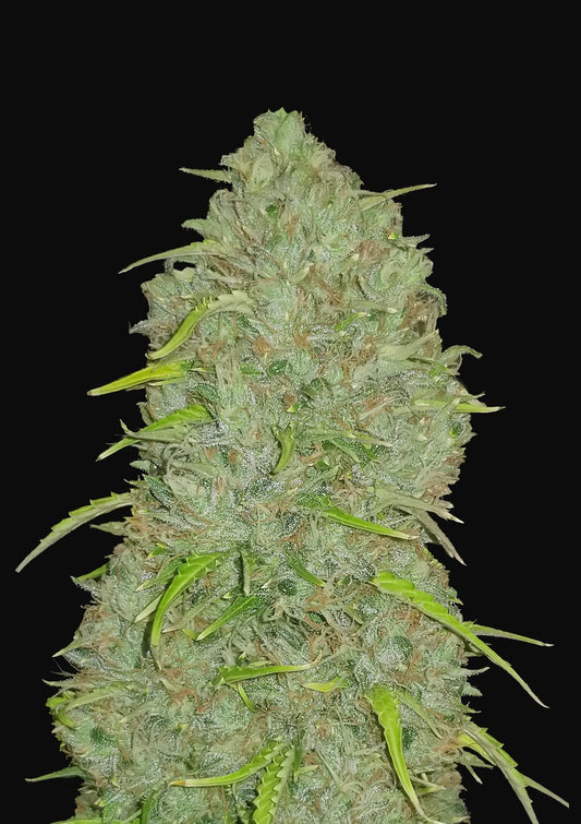 Original Auto Jack Herer