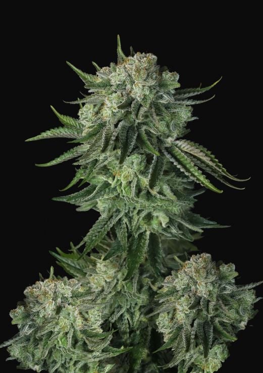 Original Moby Dick Auto