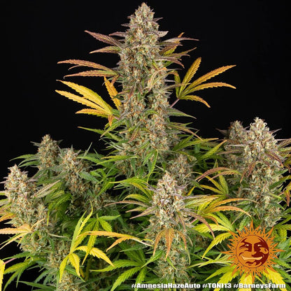Amnesia Haze Auto