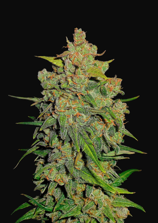 Lemon AK