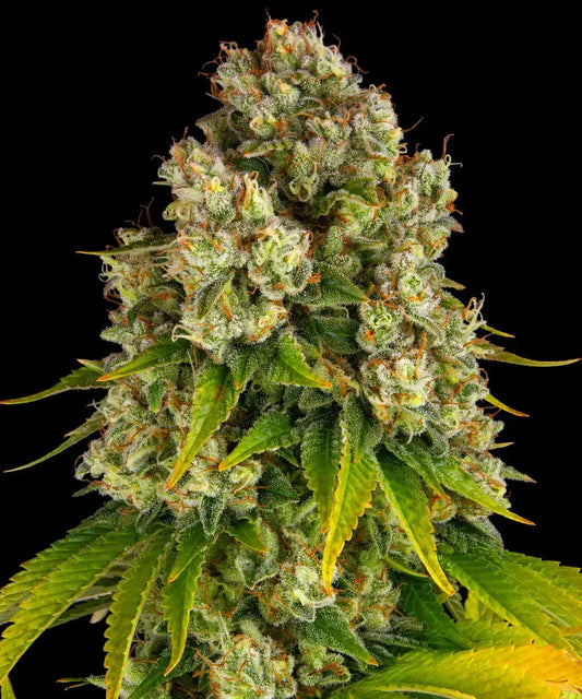 Cheese Auto