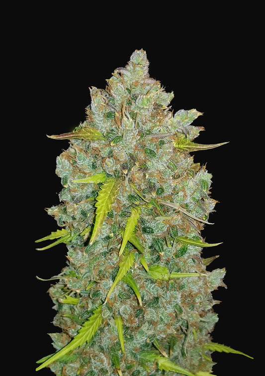 Original Auto Bubblegum